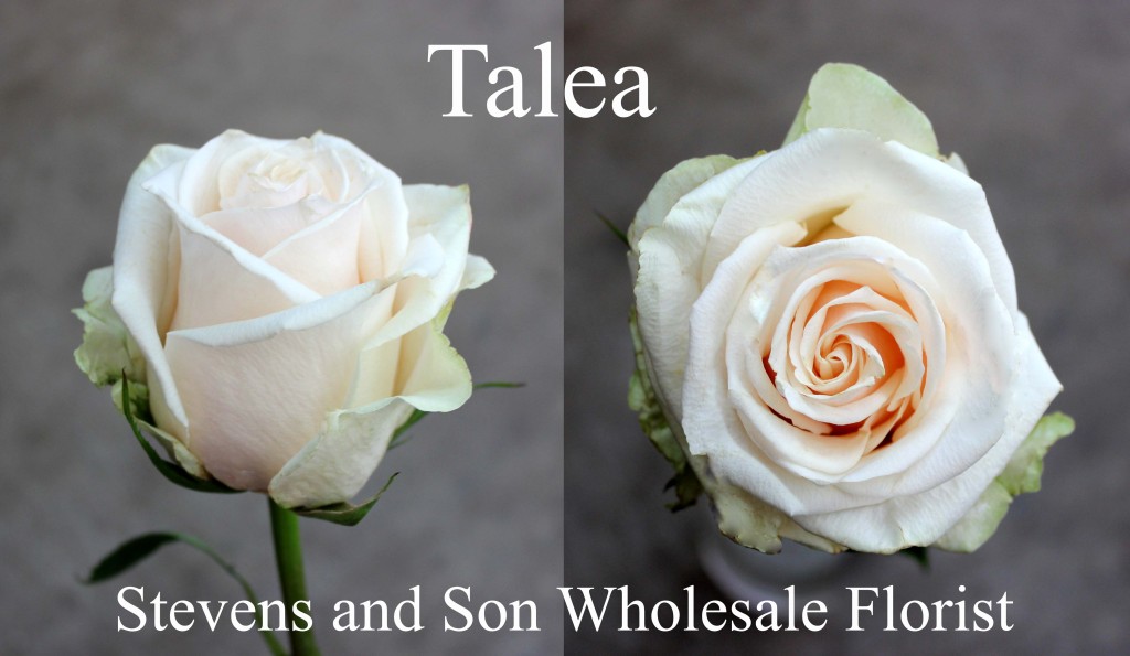 Talea - Photo Credit Allison Linder