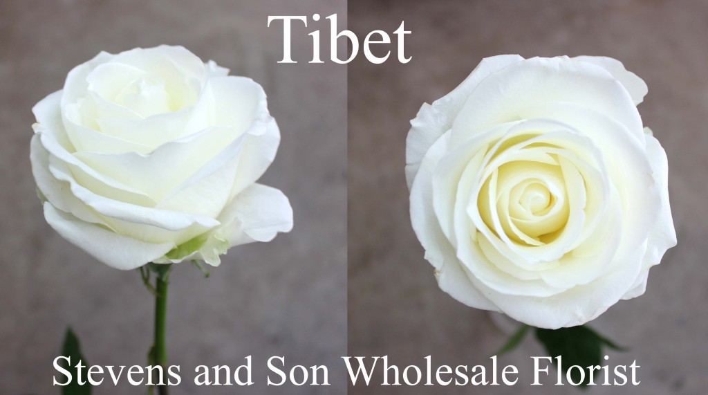 Tibet - Photo Credit Allison Linder