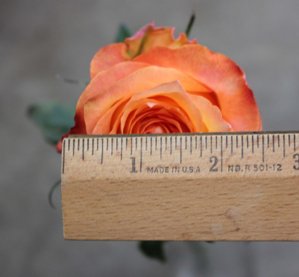 Twilight - Measured - Photo Credit Allison Linder