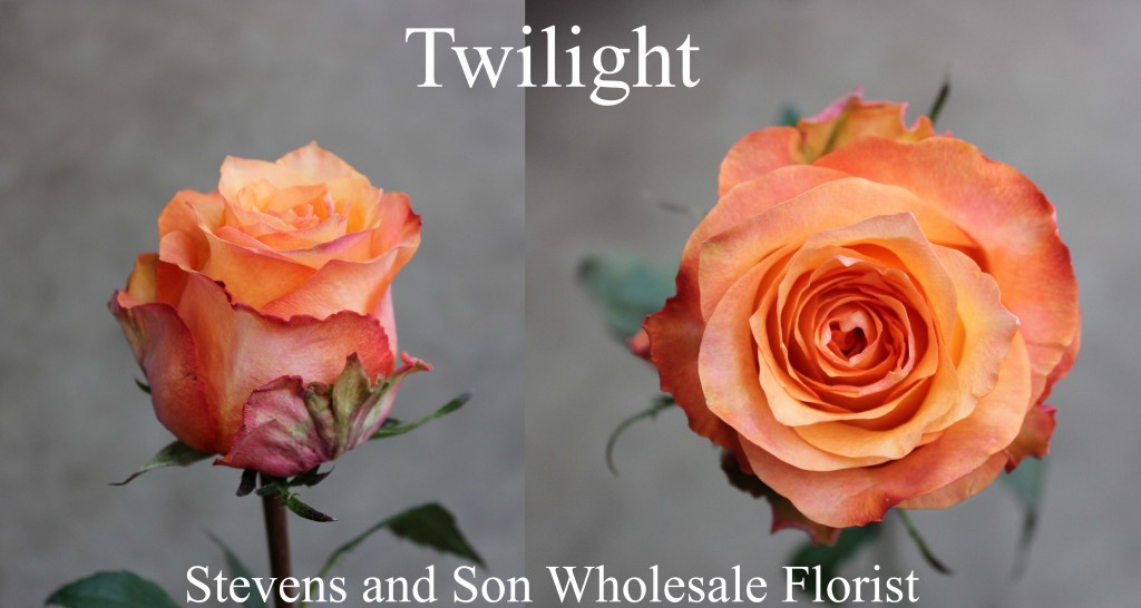 Roses-Color  Stevens and Son Wholesale Florist