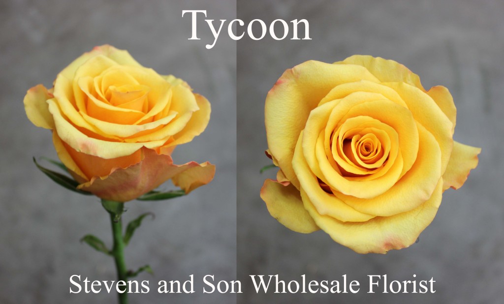 Tycoon - Photo Credit Allison Linder