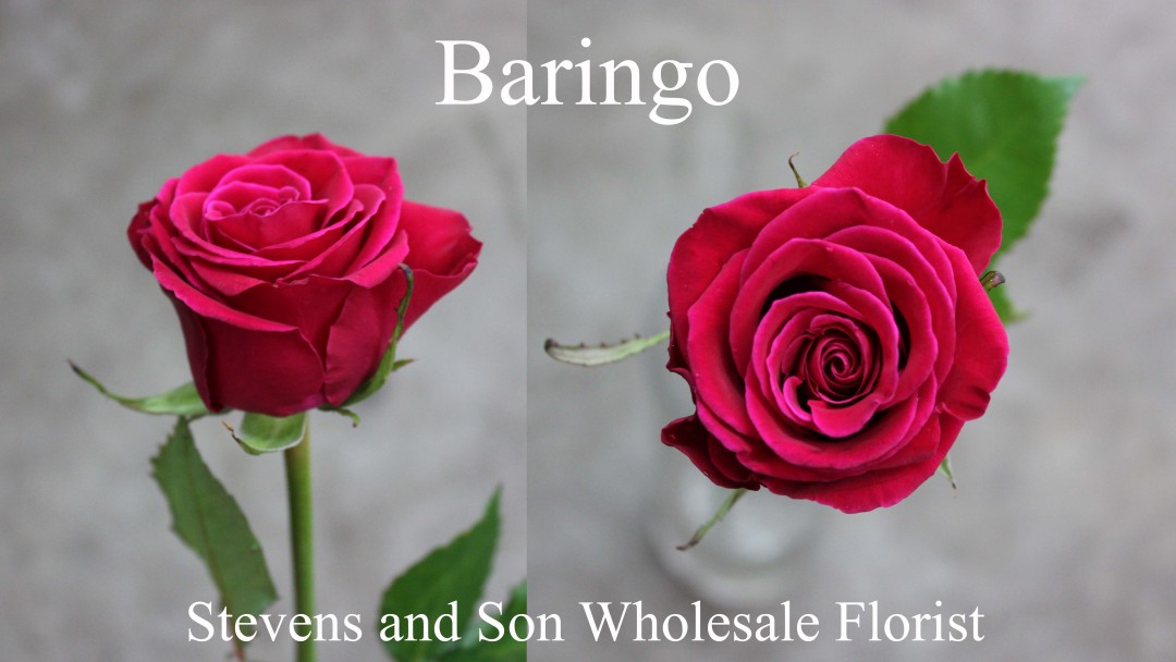 Sweetheart Roses Stevens and Son Wholesale Florist