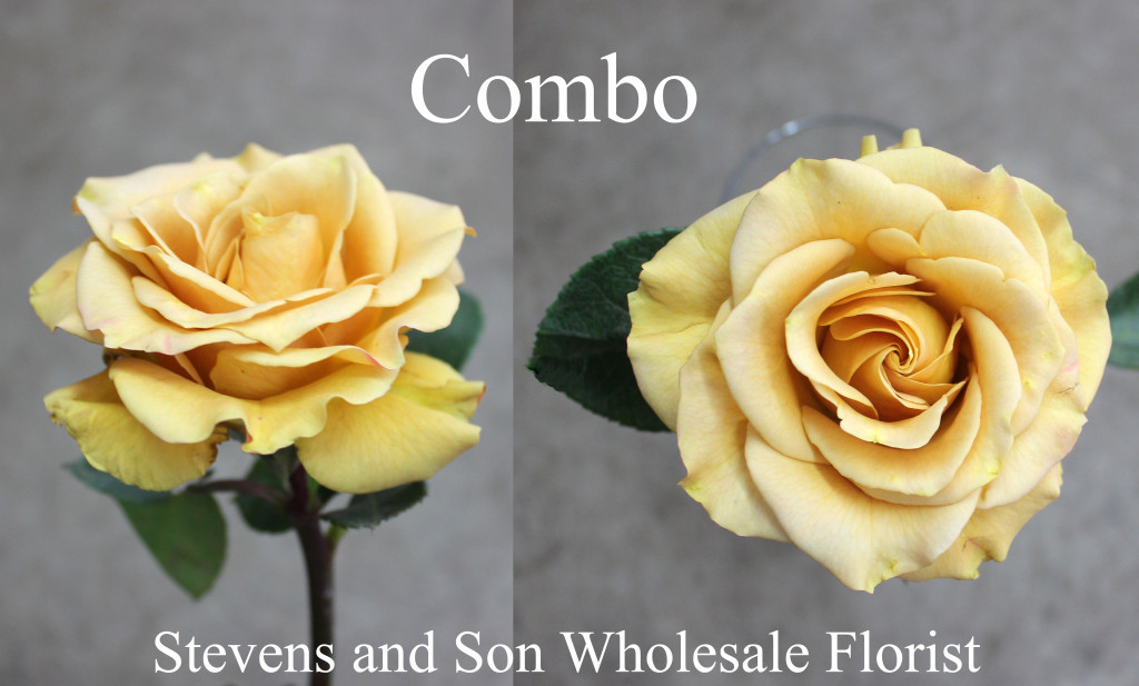Combo - Photo Credit Allison Linder