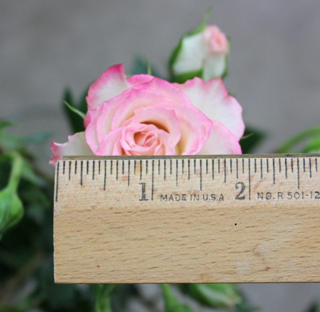 Electra - Measured - Photo Credit Allison Linder