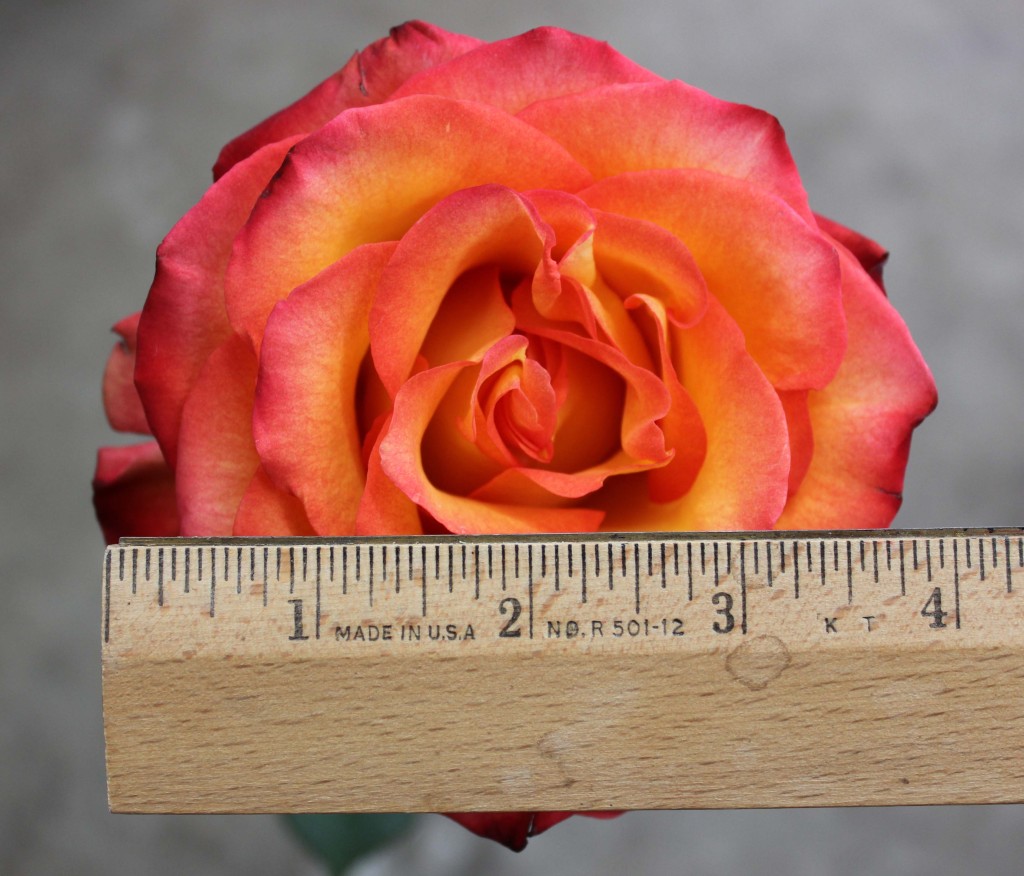 High and Magic - Measured - Photo Credit Allison Linder
