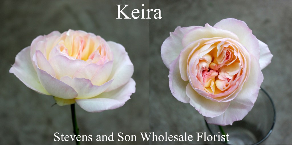 Keira - Photo Credit Allison Linder