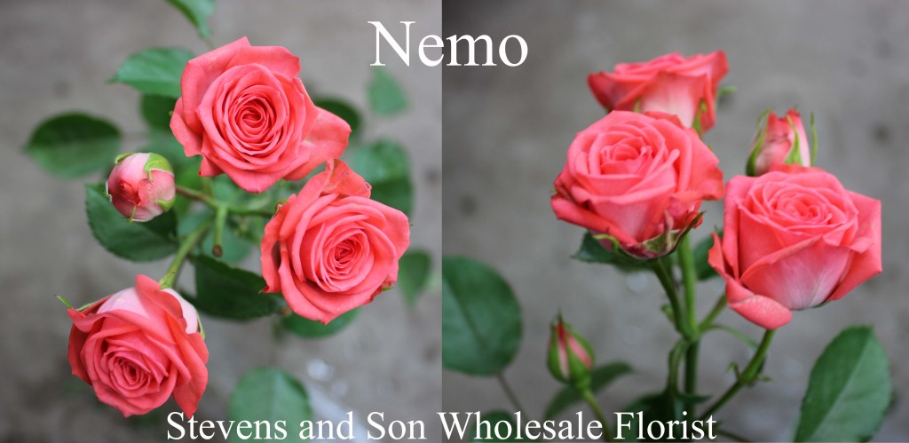 Nemo - Photo Credit Allison Linder