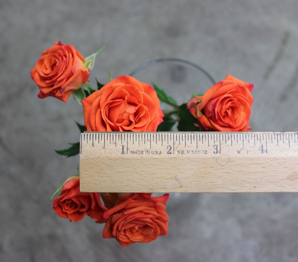 Neo Orange - Measured - Photo Credit Allison Linder