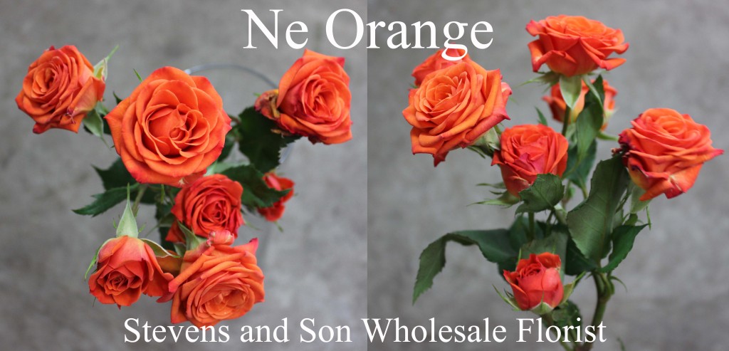 Neo Orange - Photo Credit Allison Linder copy