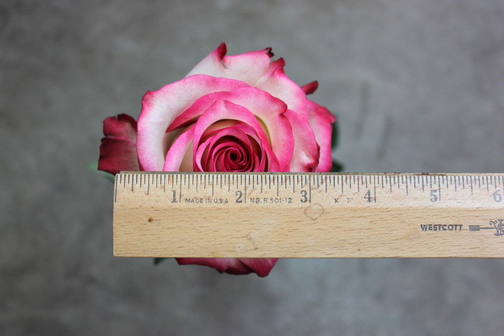 Paloma - Measured - Photo Credit Allison Linder