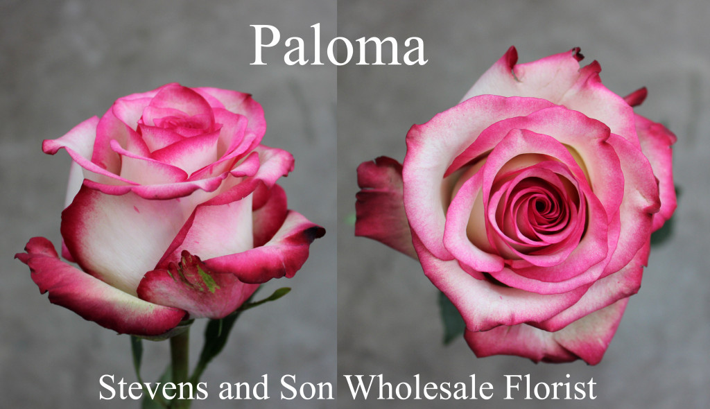 Paloma - Photo credit Allison Linder