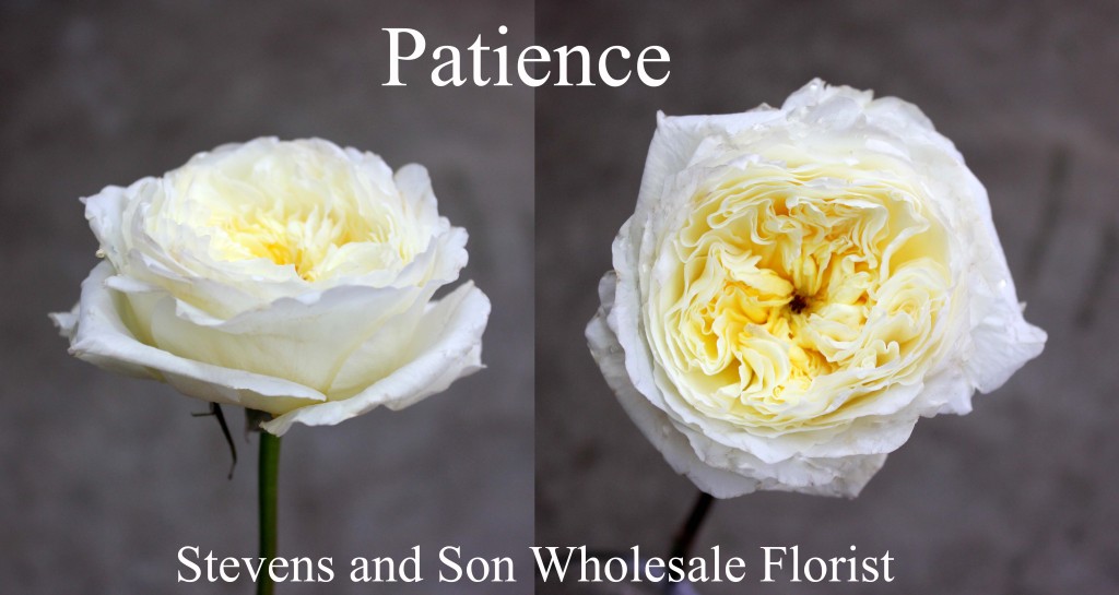 Patience - Photo Credit Allison Linder