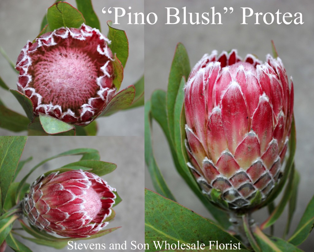Pino Blush Protea - Photo Credit Allison Linder copy