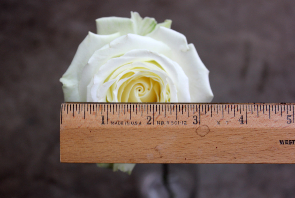 Playa Blanca - Measured - Photo Credit Allison Linder