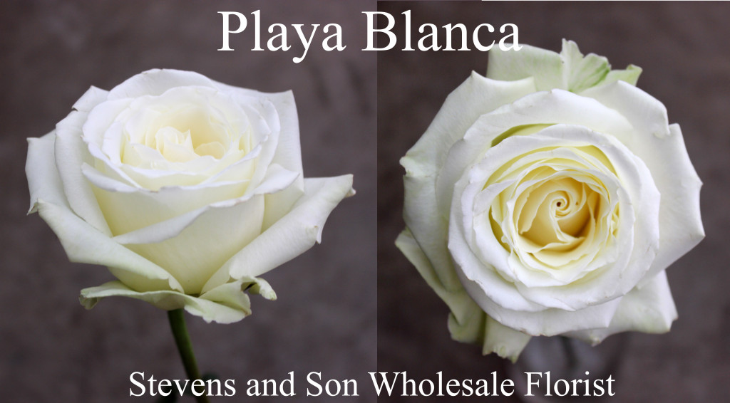 Playa Blanca - Photo Credit Allison Linder