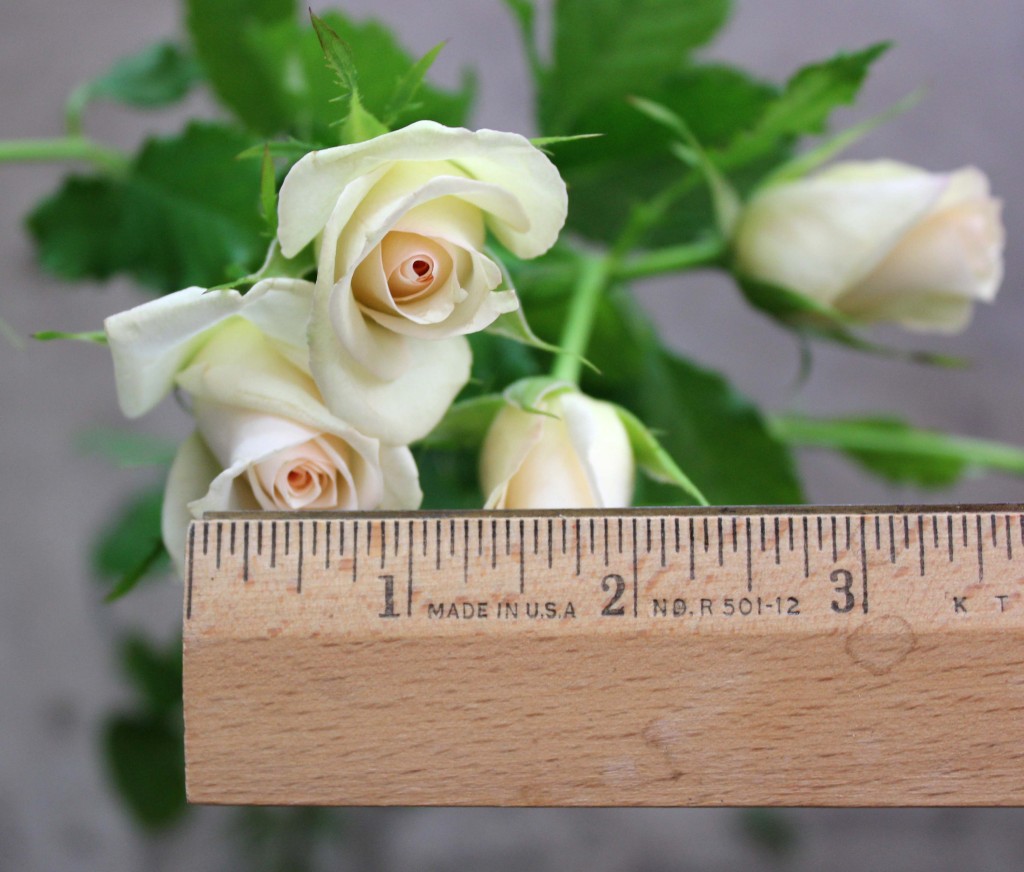 Porcelina - Measured - Photo Credit Allison Linder