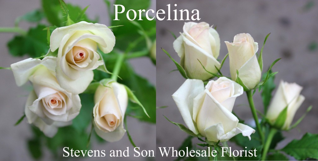 Porcelina - Photo Credit Allison Linder