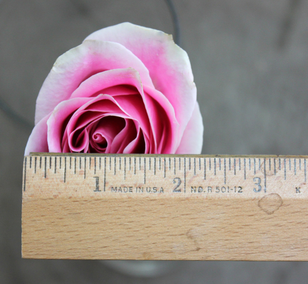 Rosita Vendela - Measured - Photo credit Allison Linder