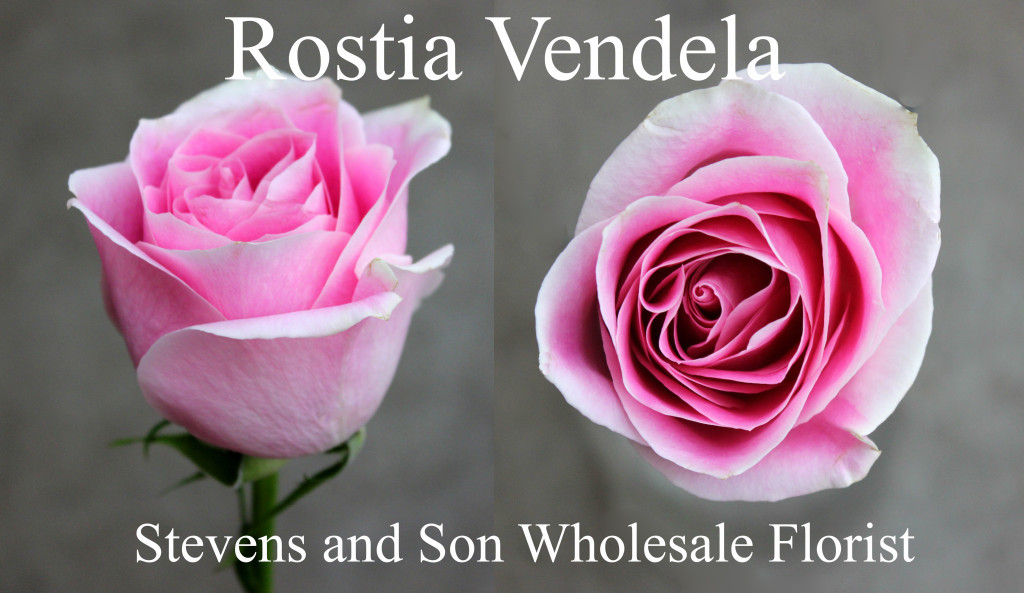 Rosita Vendela - Photo Credit Allison Linder