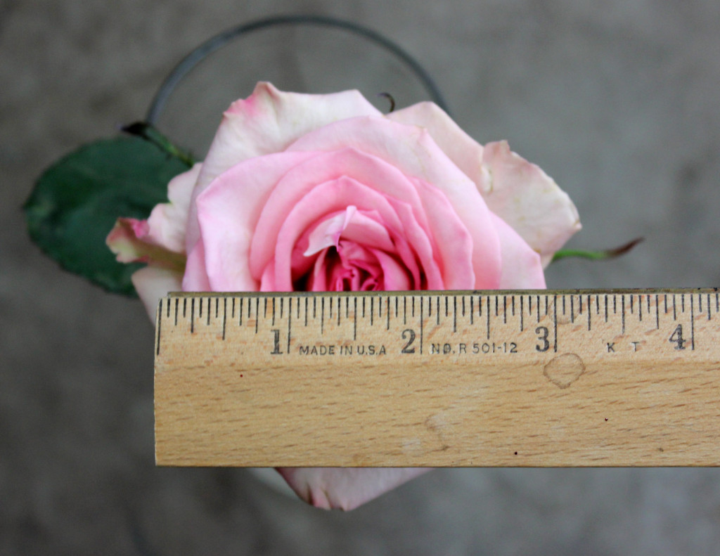 Sophia - Measured - Photo Credit Allison Linder