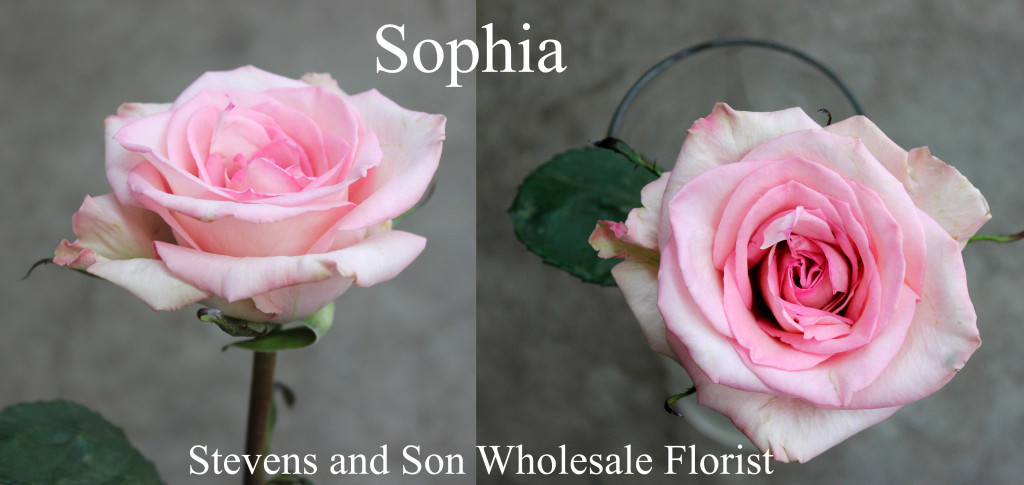 Sophia - Photo Credit Allison Linder