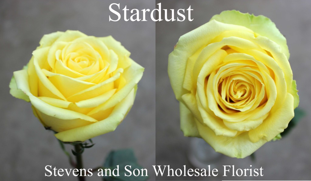 Stardust - Photo Credit Allison Linder