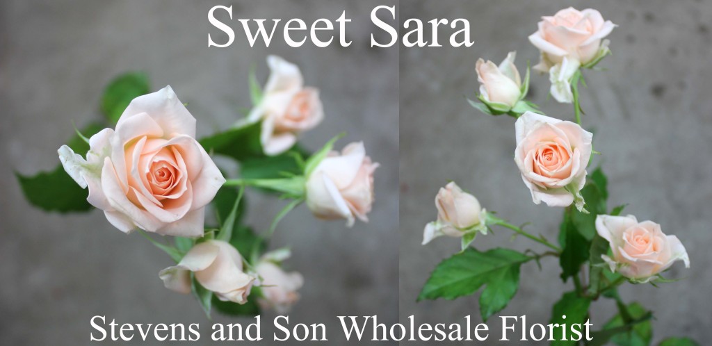 Sweet Sara - Photo Credit Allison Linder