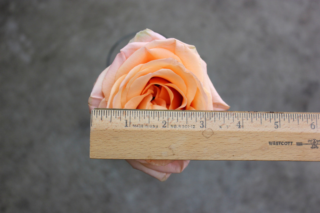 Tiffani - Measured - Photo Credit Allison Linder