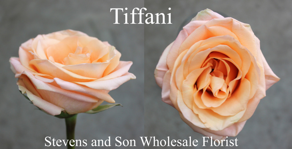 Tiffani - Photo Credit Allison Linder