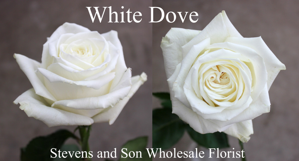 White Dove - Photo Credit Allison Linder