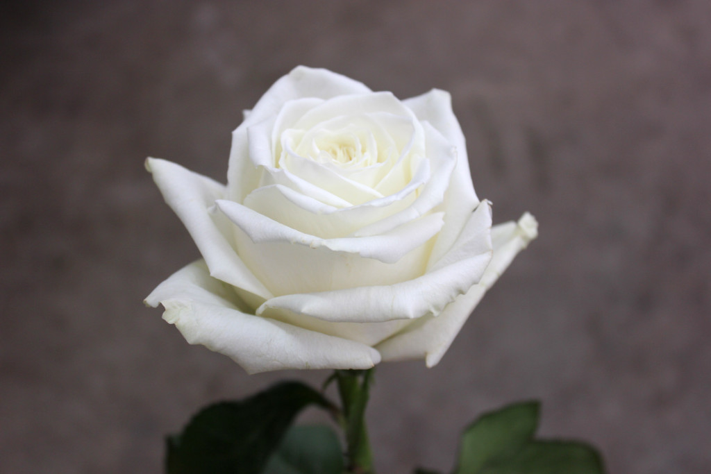 White Dove | Stevens and Son Wholesale Florist