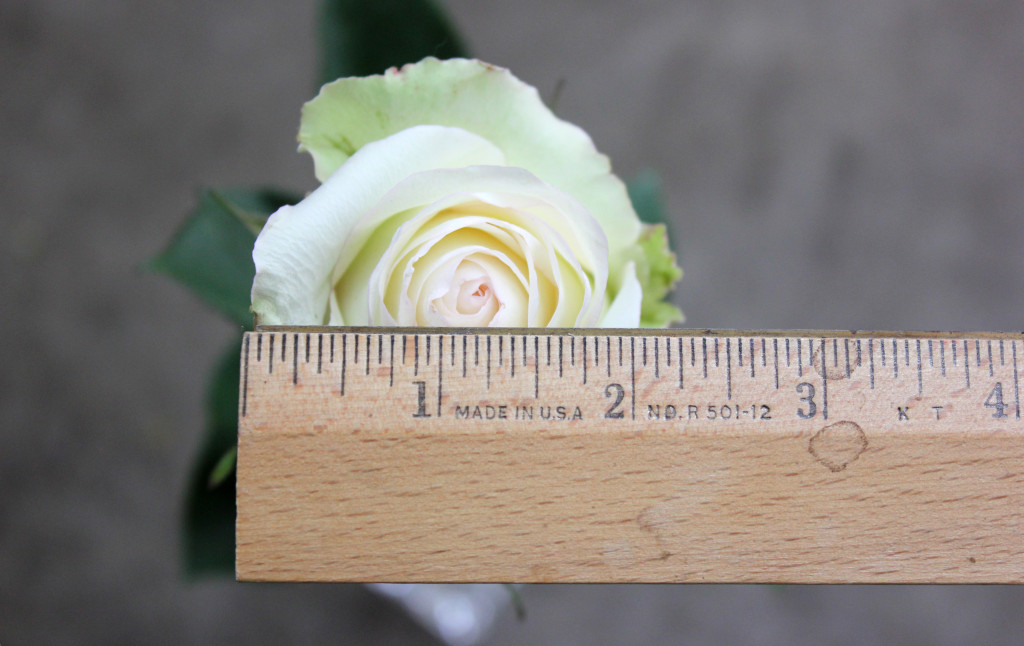 Alba - Measured - Photo Credit Allison Linder