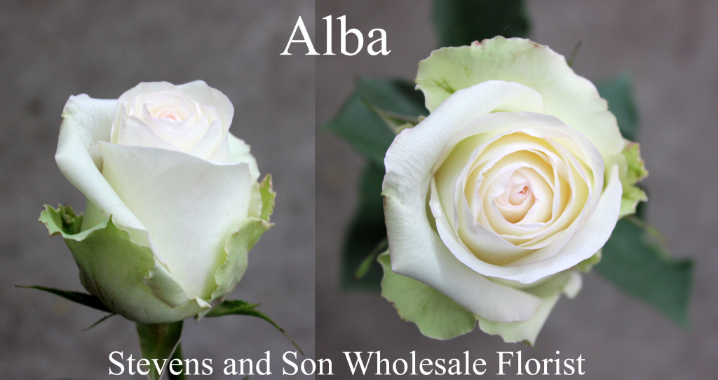 Alba - Photo Credit Allison Linder