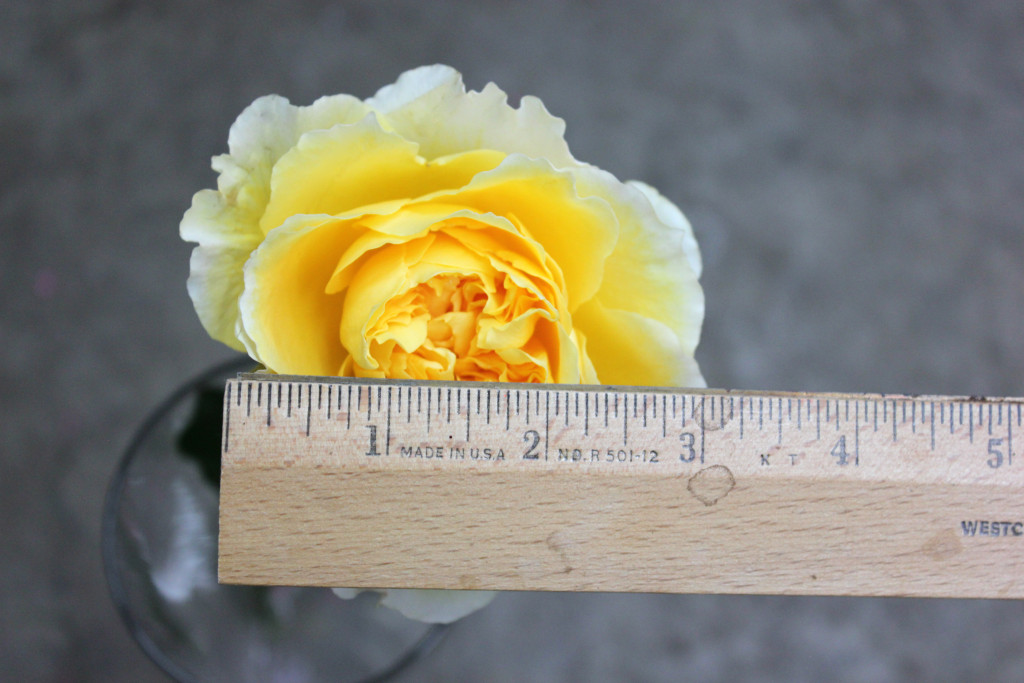 Beatrice - Measured - Photo Credit Allison Linder