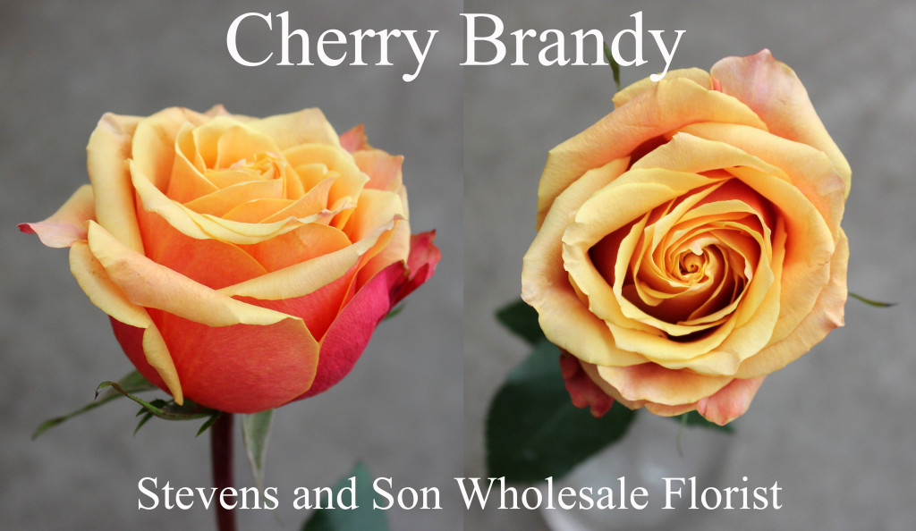 Cherry Brandy - Photo Credit Allison Linder