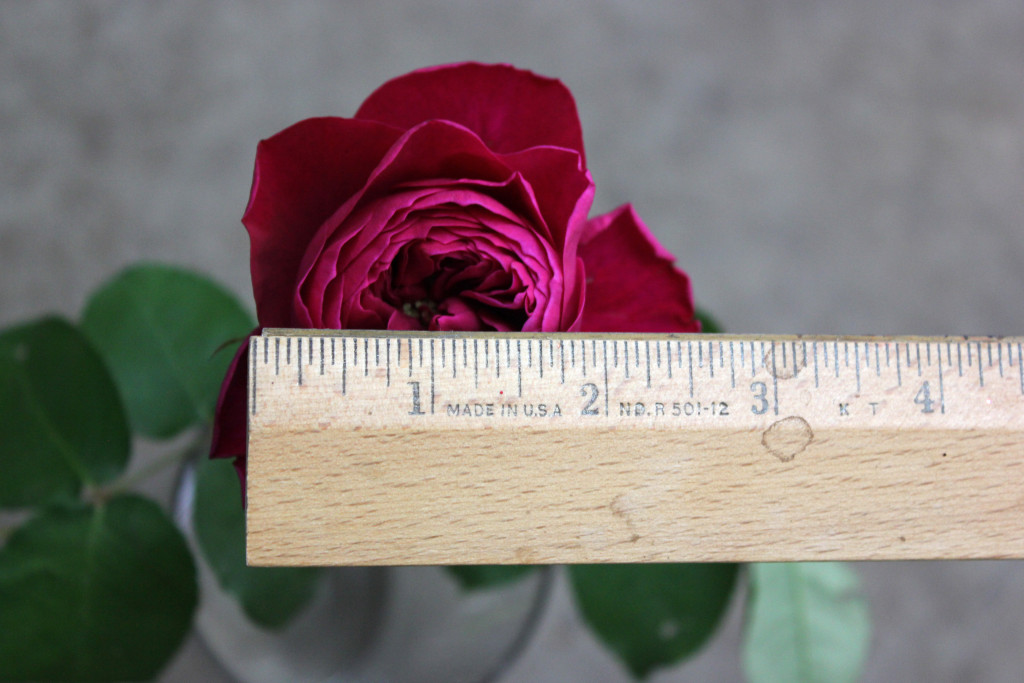Darcey - Measured - Photo Credit Allison Linder