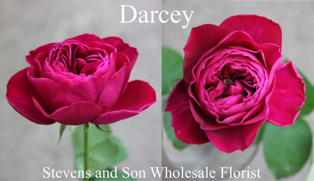Darcey - Photo Credit Allison Linder