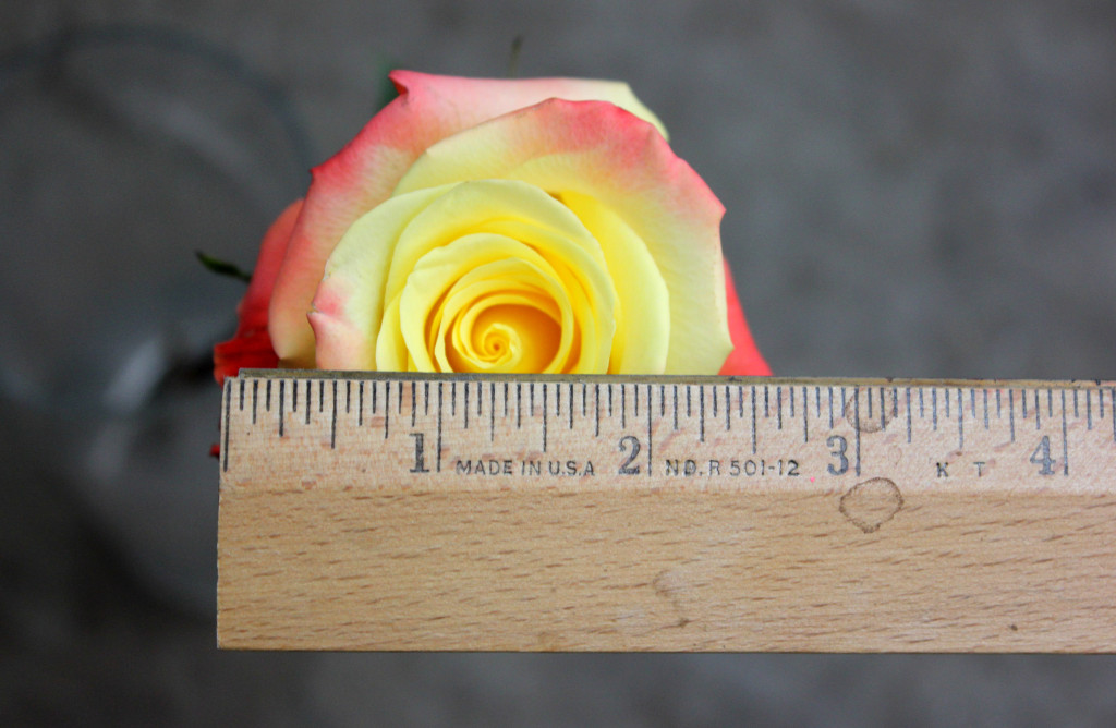 Florida - Measured - Photo Credit Allison Linder