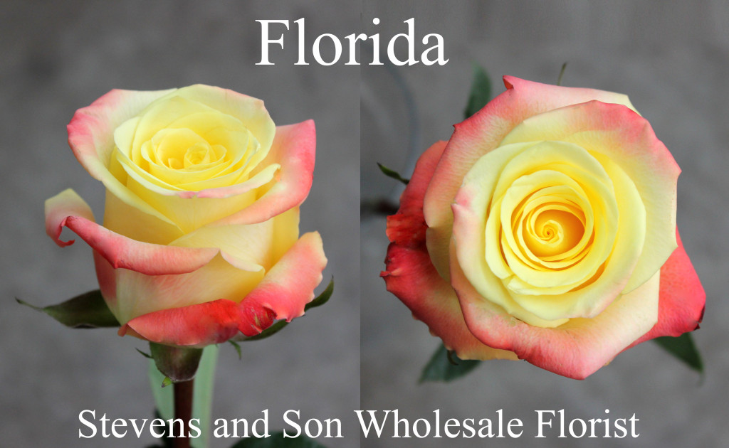 Florida - Photo Credit Allison Linder