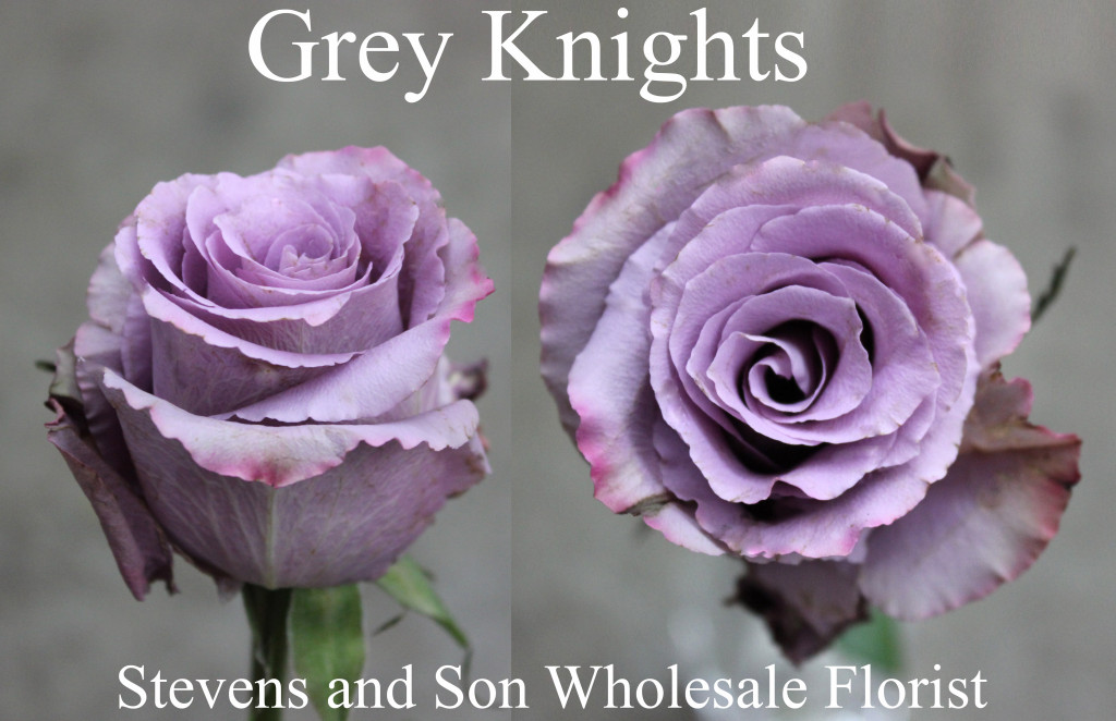 Grey Knights - Photo Credit Allison Linder
