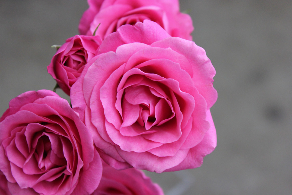 Hot Pink Follies - Aerial View - Photo Credit Allison Linder