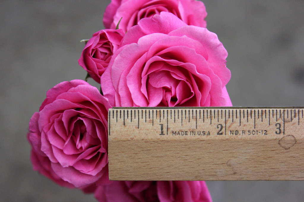 Hot Pink Follies - Measured - Photo Credit Allison Linder