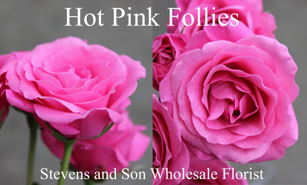 Hot Pink Follies - Photo Credit Allison Linder