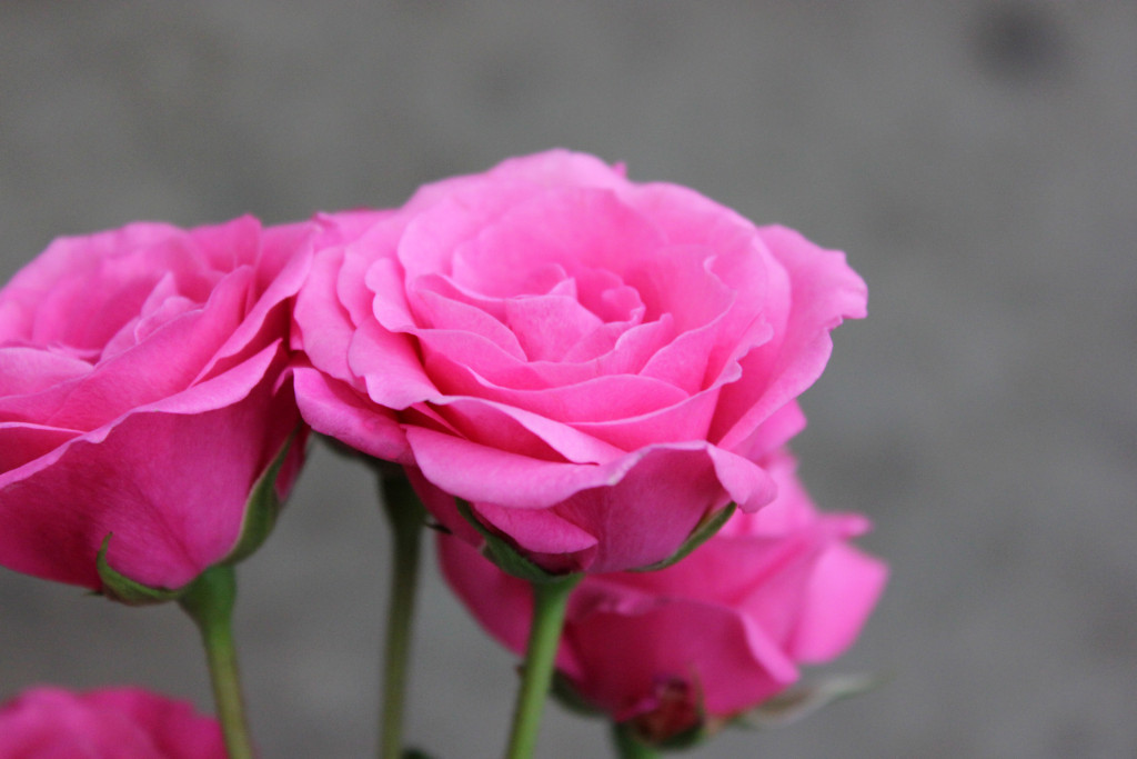 Hot Pink Follies - Side View - Photo Credit Allison Linder