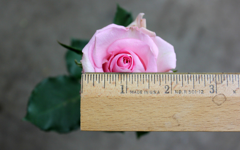 Jessika - Measured - Photo Credit Allison Linder
