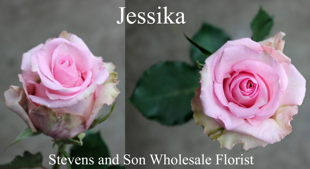 Jessika - Photo Credit Allison Linder