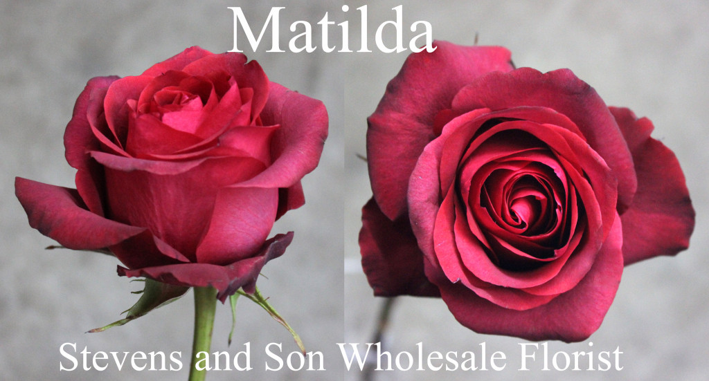 Matilda - Photo Credit Allison Linder