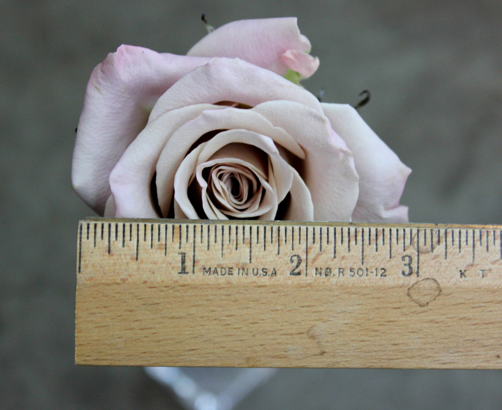 Menta - Measured - Photo Credit Allison Linder