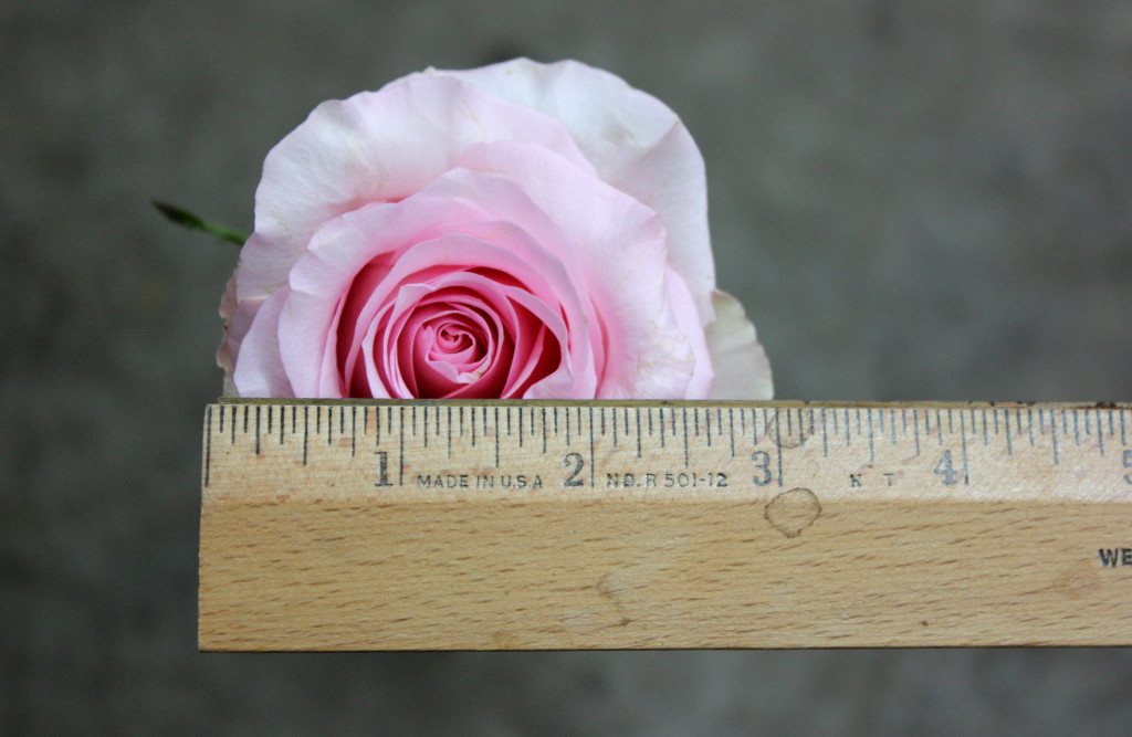 Nena - Measured - Photo Credit Allison Linder