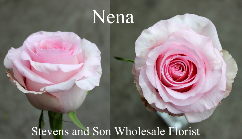 Nena - Photo Credit Allison Linder